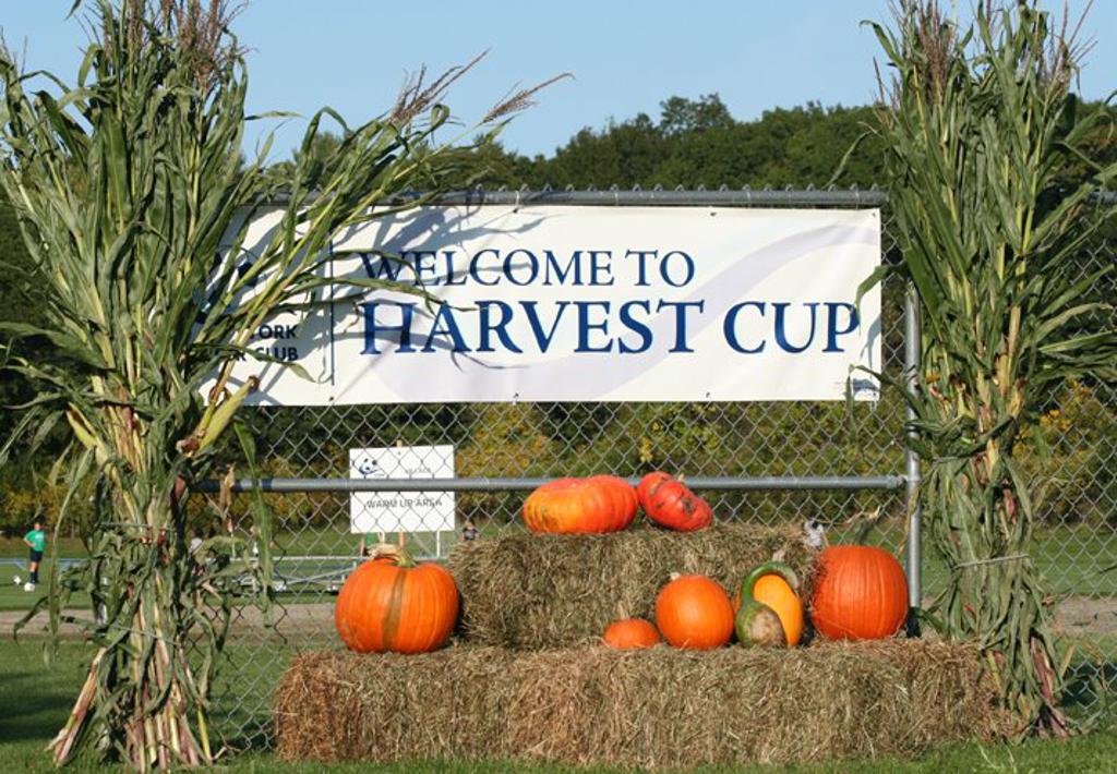 Harvest Cup Harvest Cup